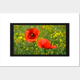 Wild Red Poppies Posters and Art